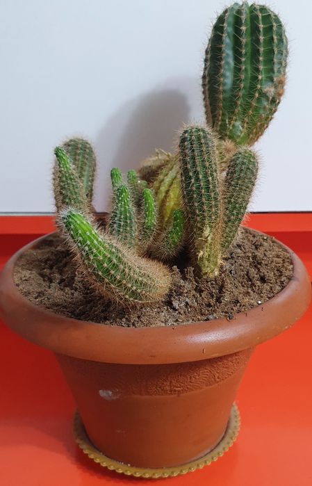 Продам кактус с детками