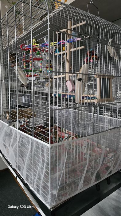 Colivie și perusi