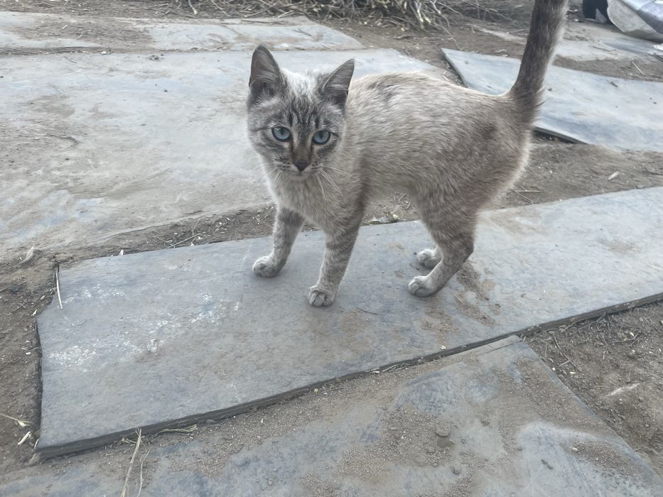 Кот хорошенький с синии глазами