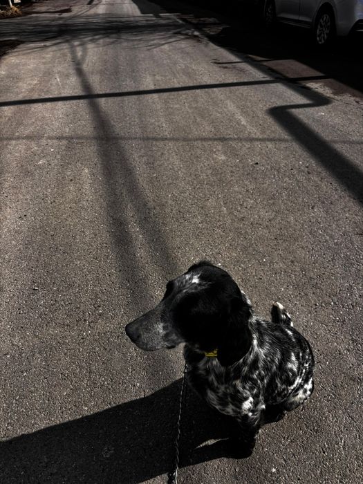 ПРОДАЖА! спаниель