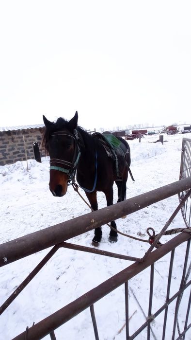 Айгырлар сатылады
