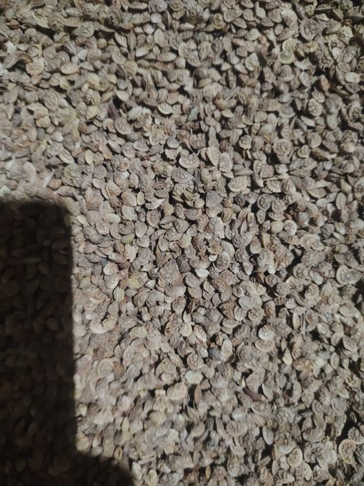 Экспорцет ұшырылған таза