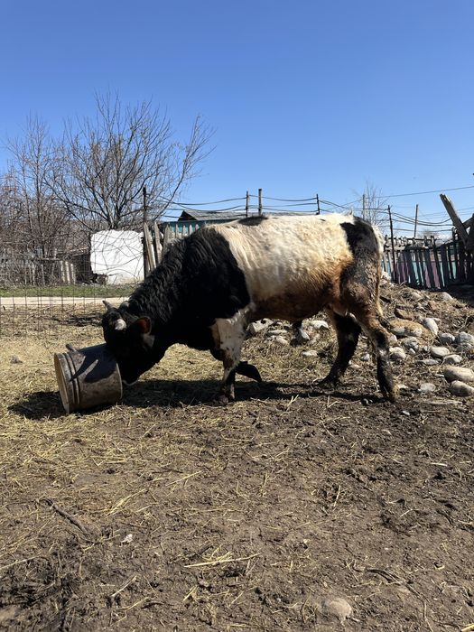 Продам быка 2 года