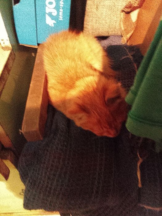 Отдам даром котят