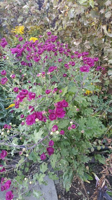 Хризантемы на срезку