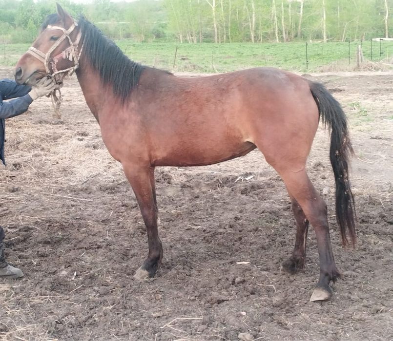 Продам кобылка 3 летная полукровка