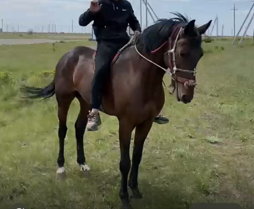 Айгыр сатамын 5 жасар