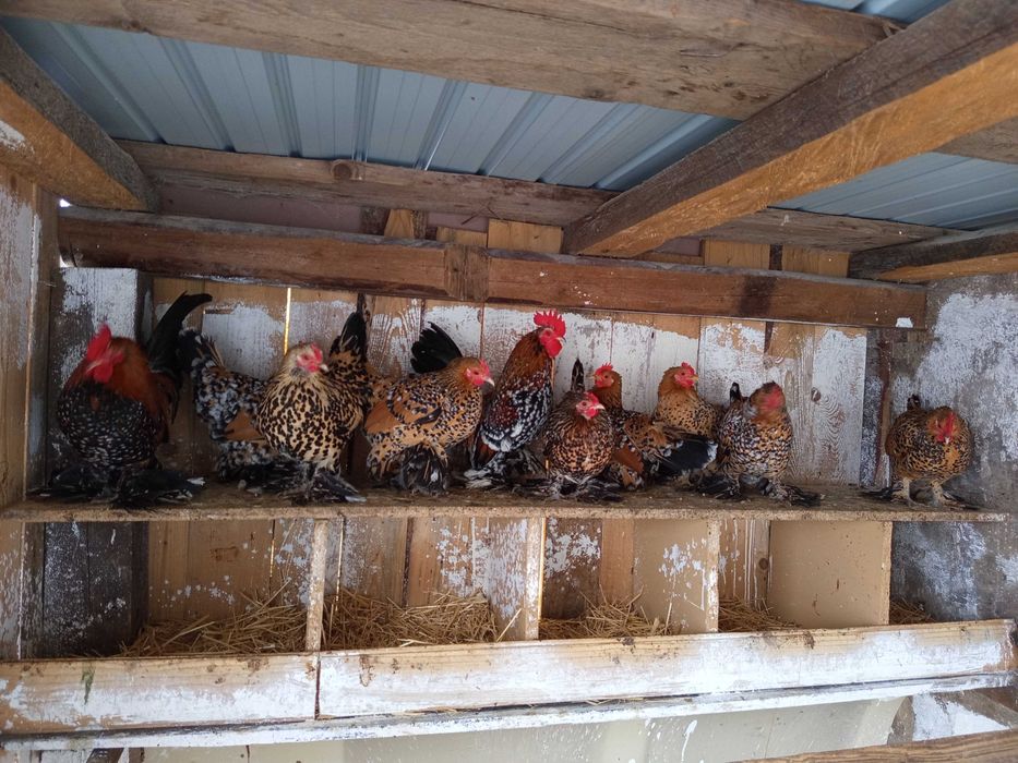 Vând oua pt incubat găini mii de flori