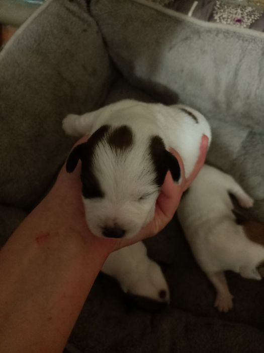 Джек Рассел терьер