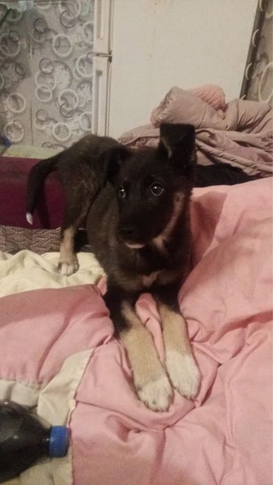 Щенок помесь овчарки в хорошие руки СРОЧНО