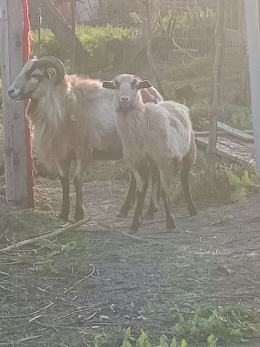 De vânzare oi de Cameroon