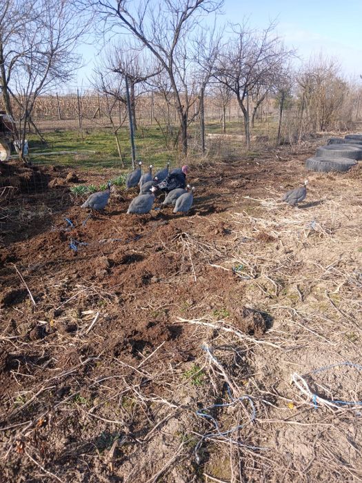 De vanzare 9 bibilici