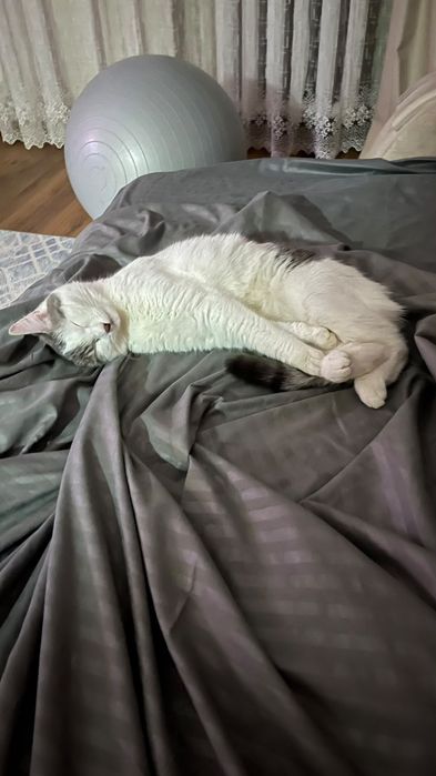 Отдам даром кота