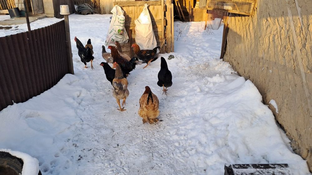Продам курей и петухов
