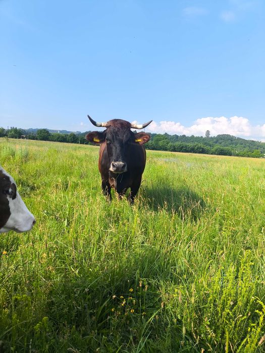 Vaca gestanta al 3-lea vitel