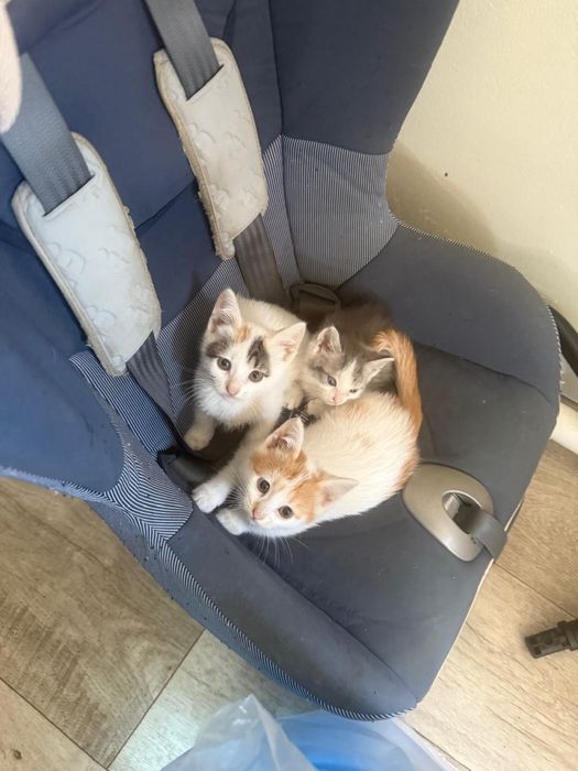 Мысықтар  котят добрые руки