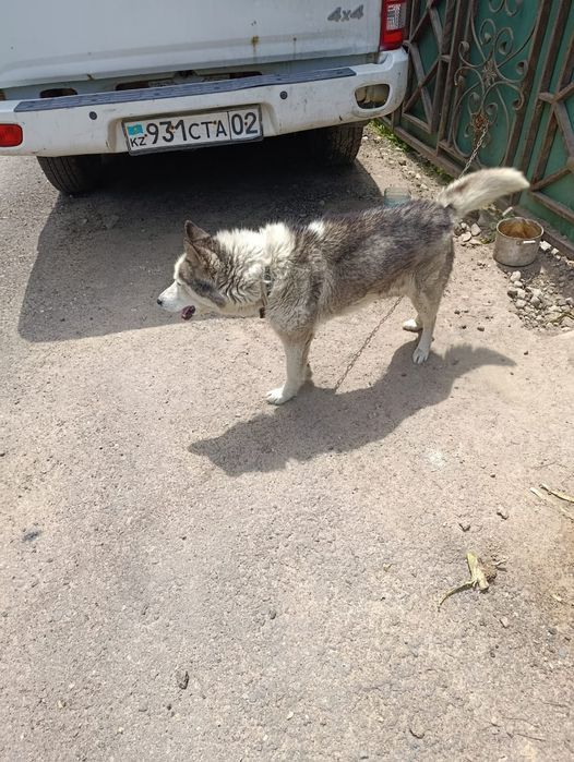 Отдам Хаски в добрые руки