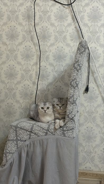 Продается вислоухи кот