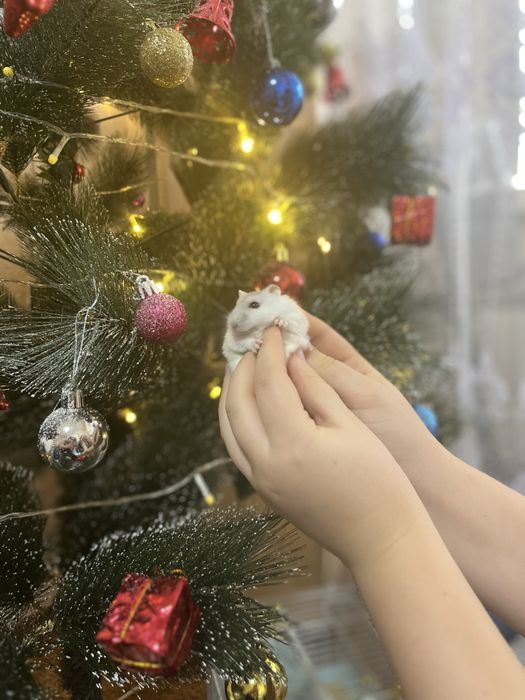 Продам хомяков джунгарских ручных