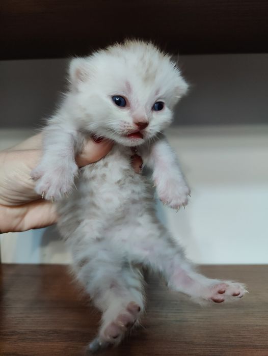 Шотландские вислоухие