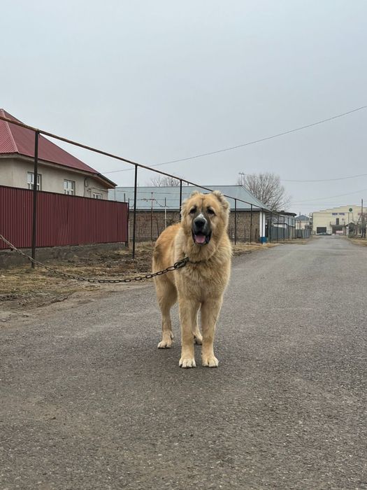 Осы ит сатылады