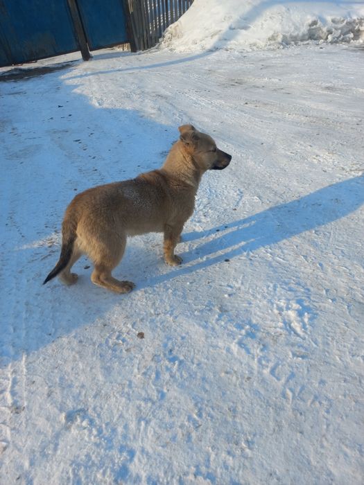 Отдам щенка в добрые руки