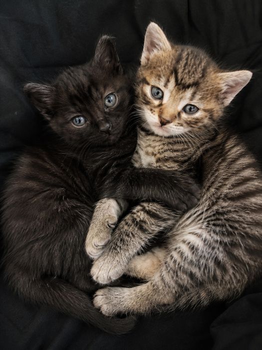 Отдам котят в добрые ручки