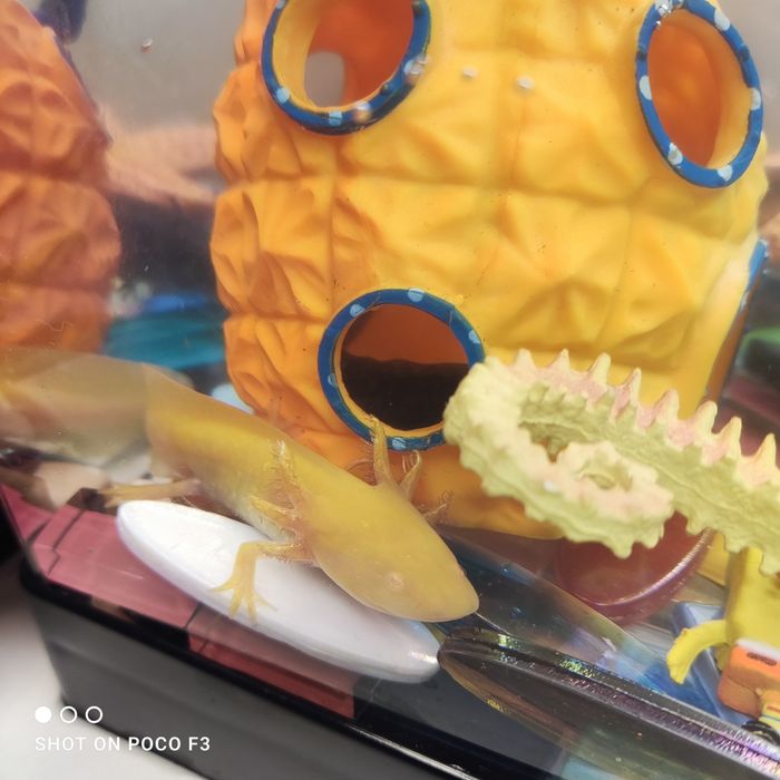 Продам аксолотль