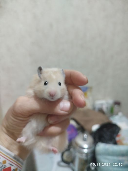 Хомячки домашние,ручные