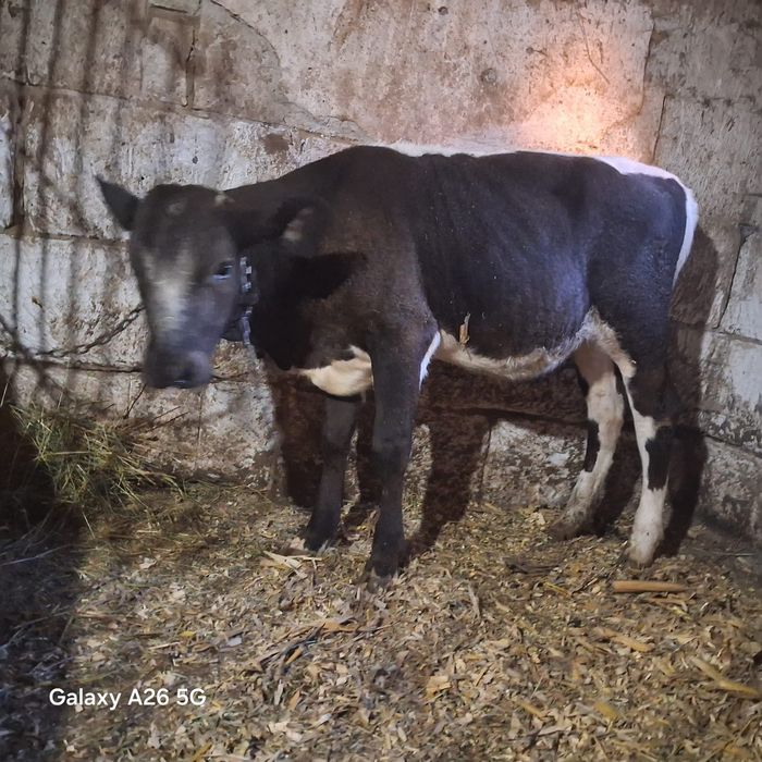 Vând un vițel și 3 vitele