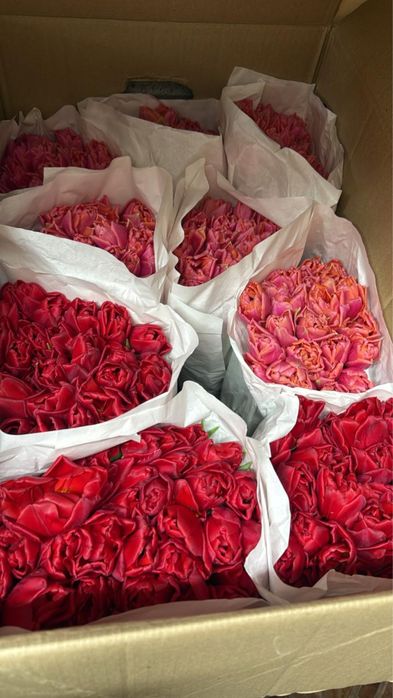 Тюльпаны в розницу 700 тг