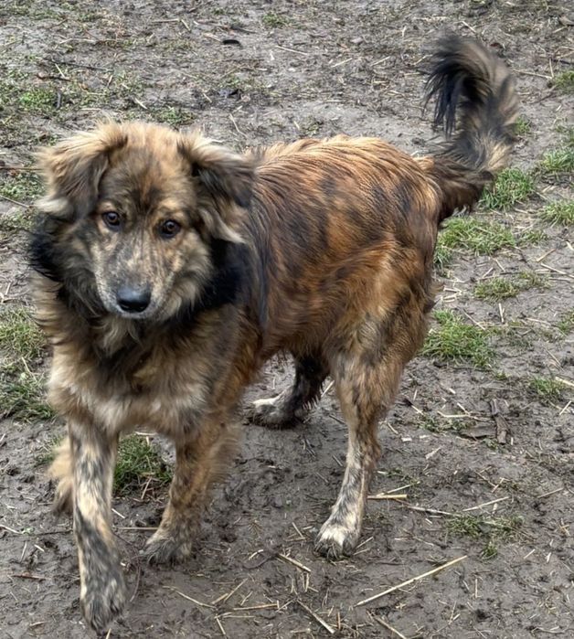 Adoptie bland si iubitor