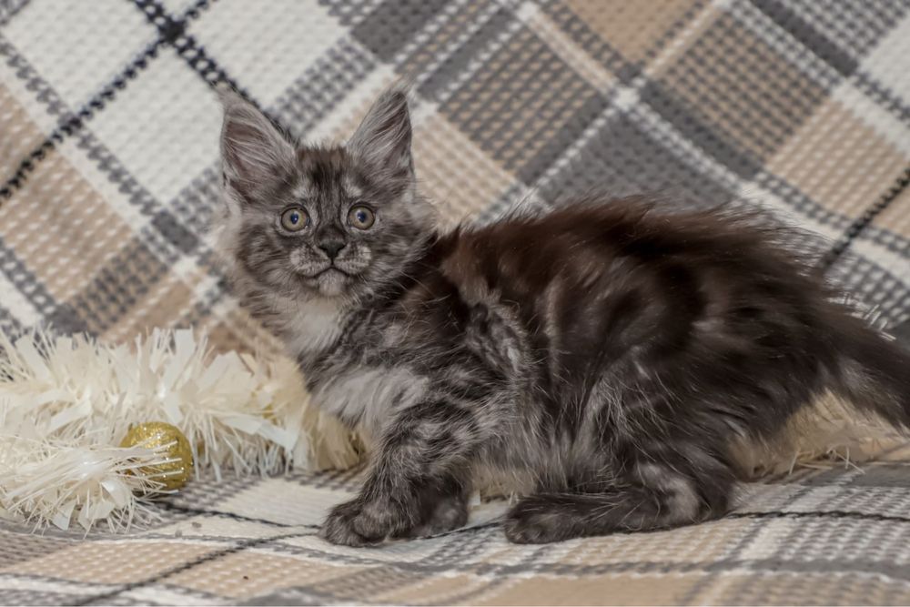 Кошечка мейн кун окраса черный дым