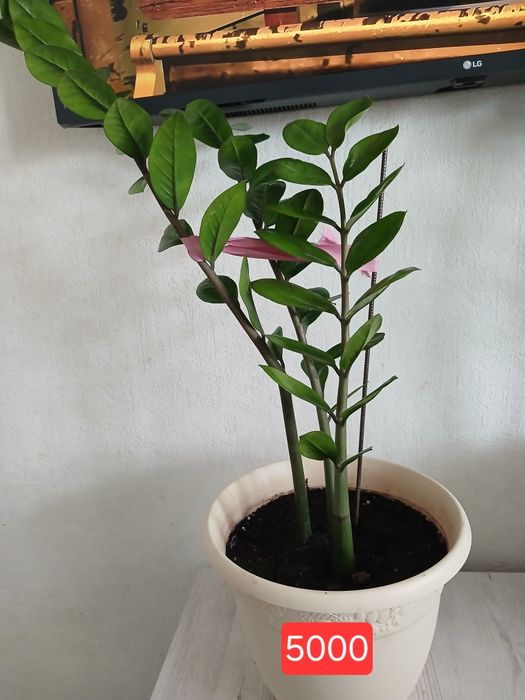 Продам срочно домашние цветы