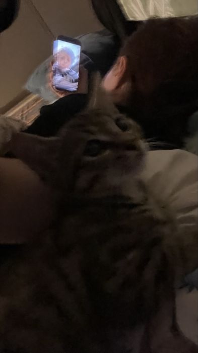 Котики,обе девочки