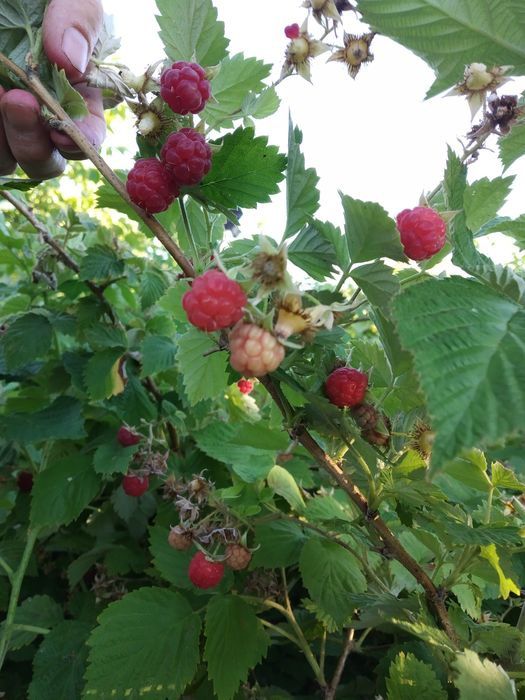 Продаётся дача 17,5 соток