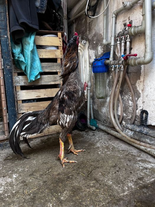 Чистоган дакан на продажу