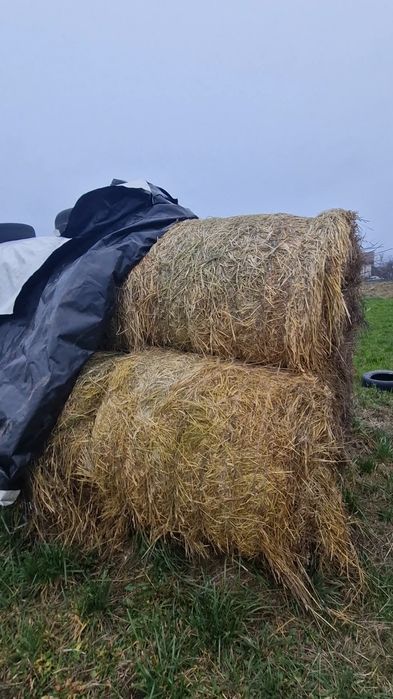Vând BALOȚI amestec furajer-BOTOȘANI