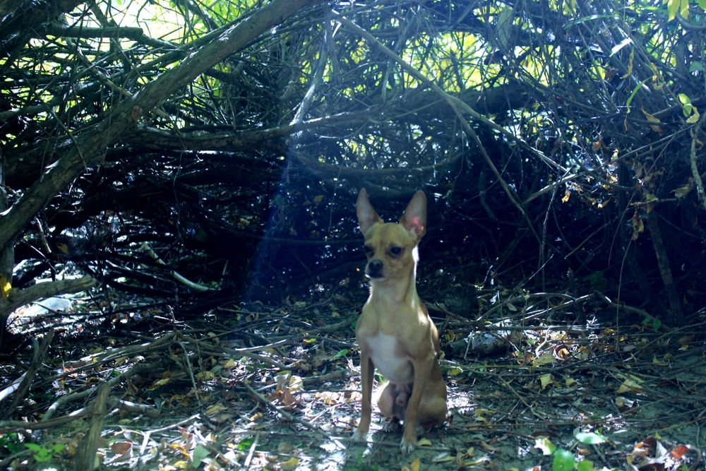 Вязка Той терьер