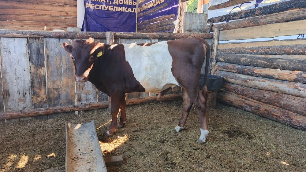 Подсосный бычки продам
