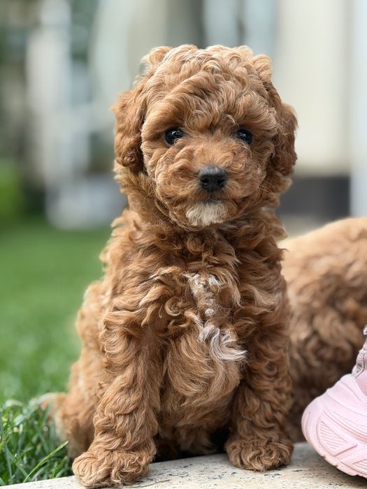 Щенки той пуделя от привозных родителей