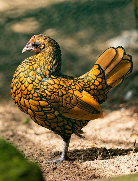 Ouă incubat Sebright