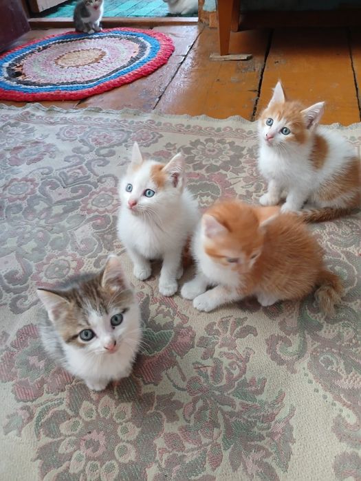 Отдам котят бесплатно