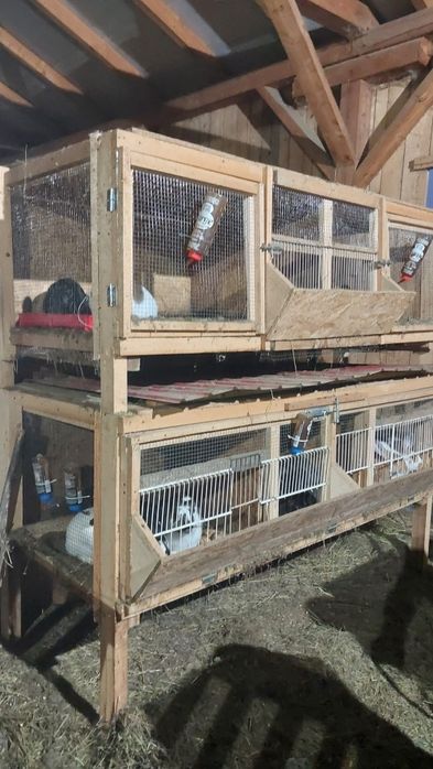 Vând 5 iepuri cu cuști!