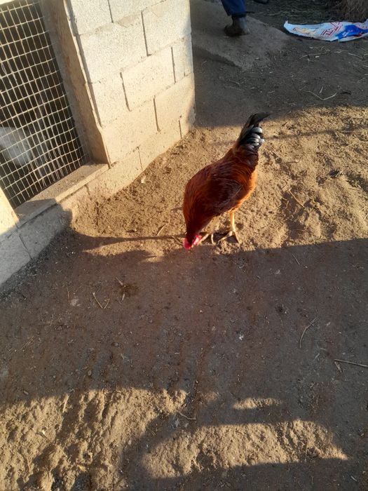 Продаются петухи