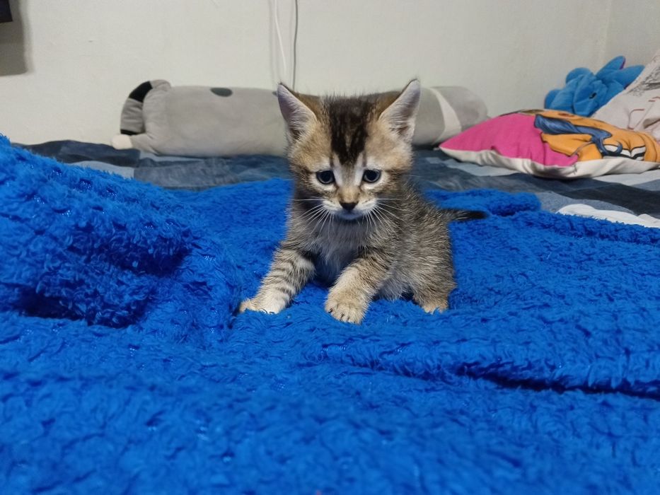 отдам 2-х котят, мальчик и девочка