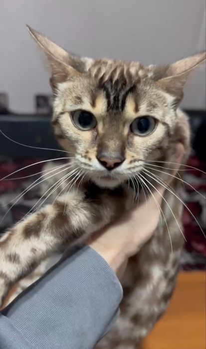 Клубная бенгальская кошка!