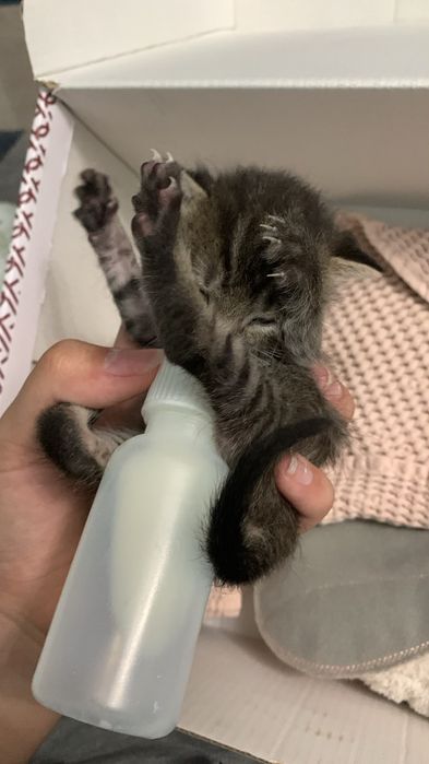 котенок маленький