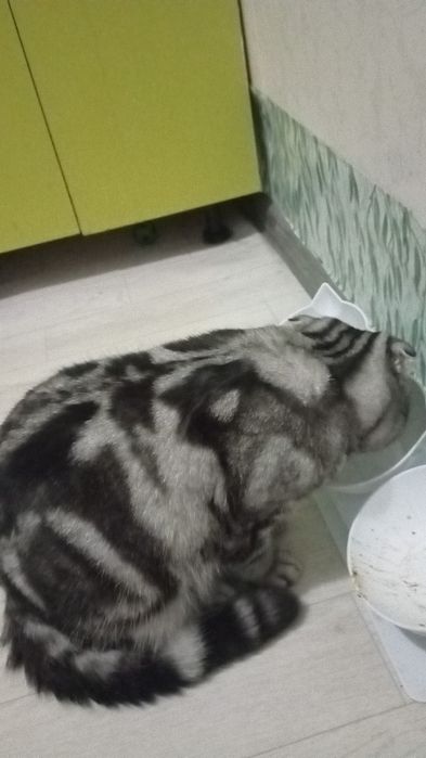 Вязка  кота вислоухого