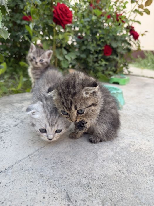 Котята Scottish Fold и Страйт